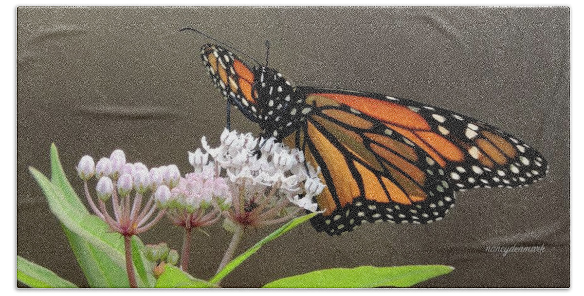 Monarch Beach Towel featuring the photograph Monarch on Native Milkweed by Nancy Denmark