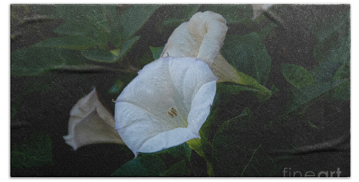 Botanic Gardens Beach Towel featuring the photograph Moonlight Flower by Marilyn Cornwell
