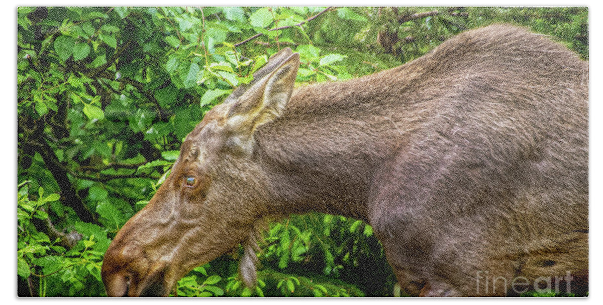 Close Up Beach Towel featuring the photograph Moose by Susan Vineyard