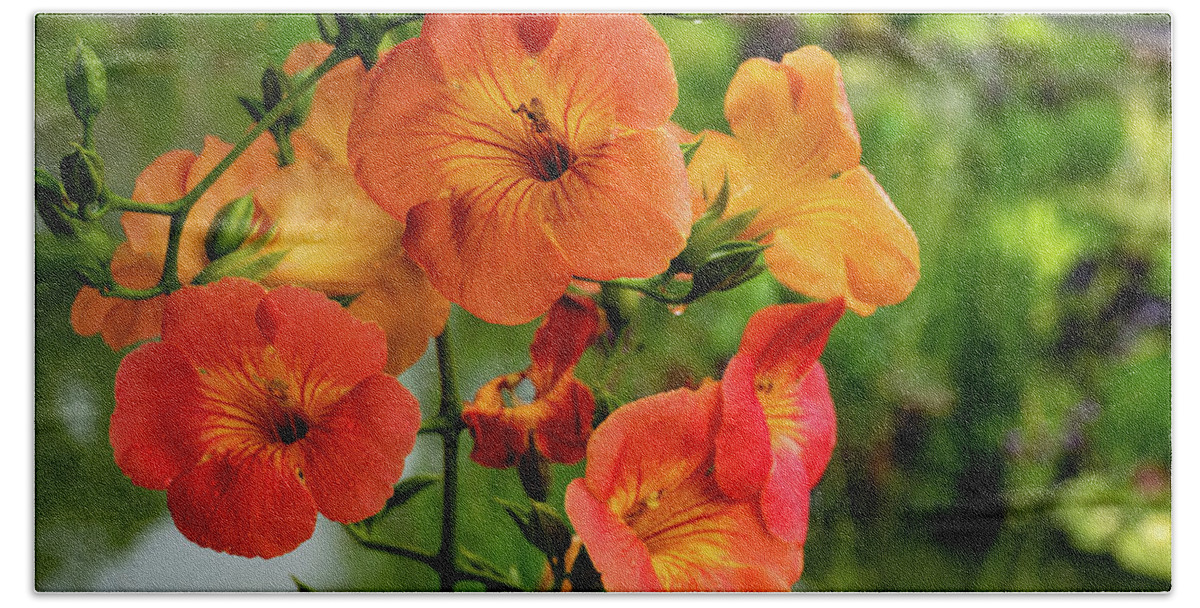 Campsis Grandiflora 'morning Calm' Beach Towel featuring the photograph Morning Calm by Kevin Suttlehan