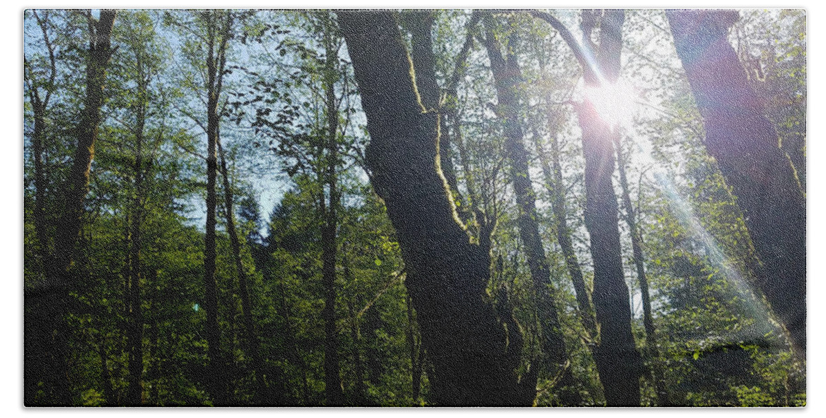 Morning Beach Towel featuring the photograph Morning in the forest by Brent Knippel
