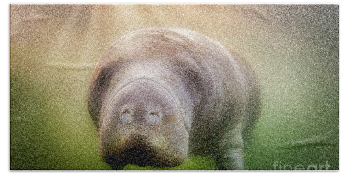 American Manatee Beach Towel featuring the photograph Rays Of Hope by John Hartung  ArtThatSmiles com