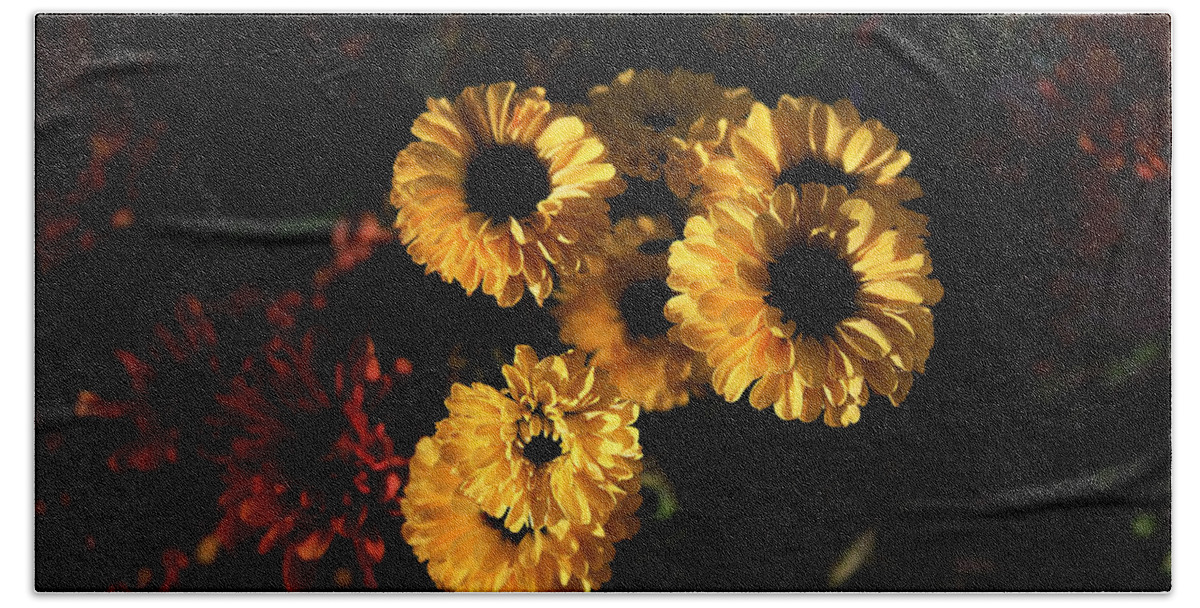 Nature Beach Towel featuring the photograph Morning Light on Yellow Mums by Sheila Brown