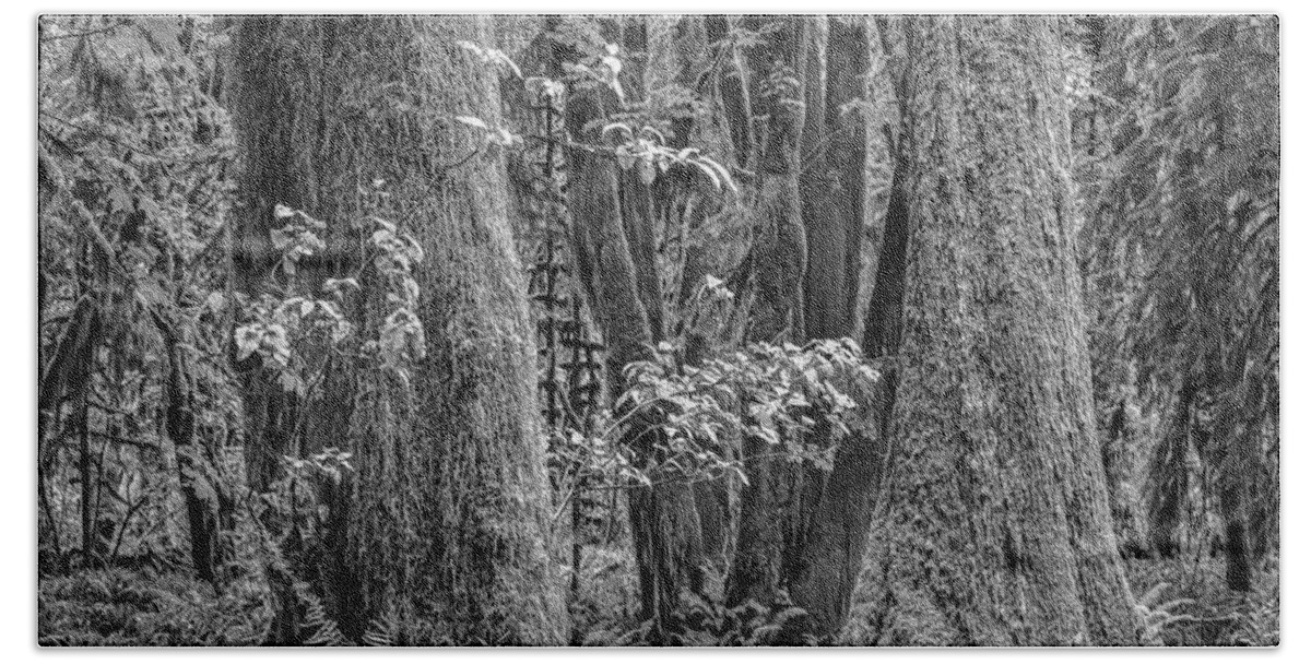 Moss On Trees Beach Towel featuring the photograph Moss on trees, Hoh Rain Forest, Olympic Na by Tim Fitzharris
