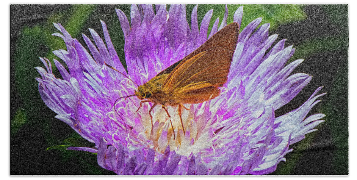 Blooming Beach Towel featuring the photograph Moth on flower center by Charles Floyd