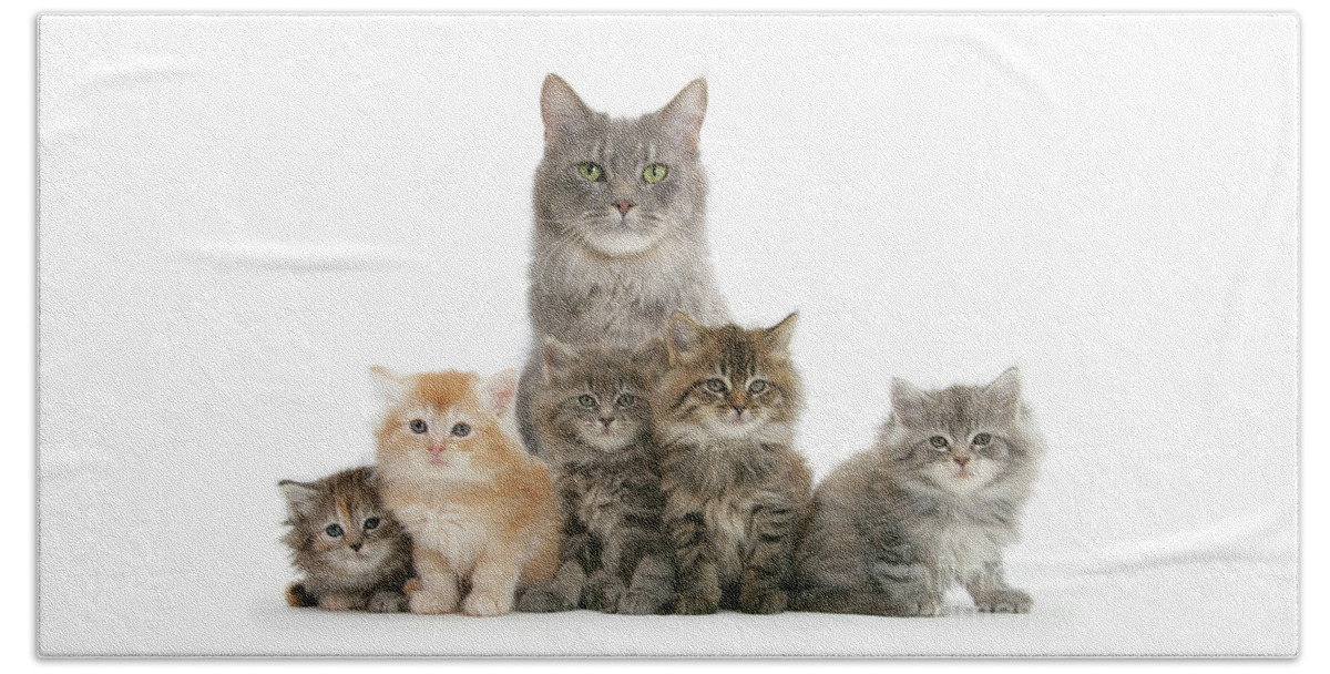 Maine Coon Beach Towel featuring the photograph Mother Maine Coon cat and five kittens by Warren Photographic