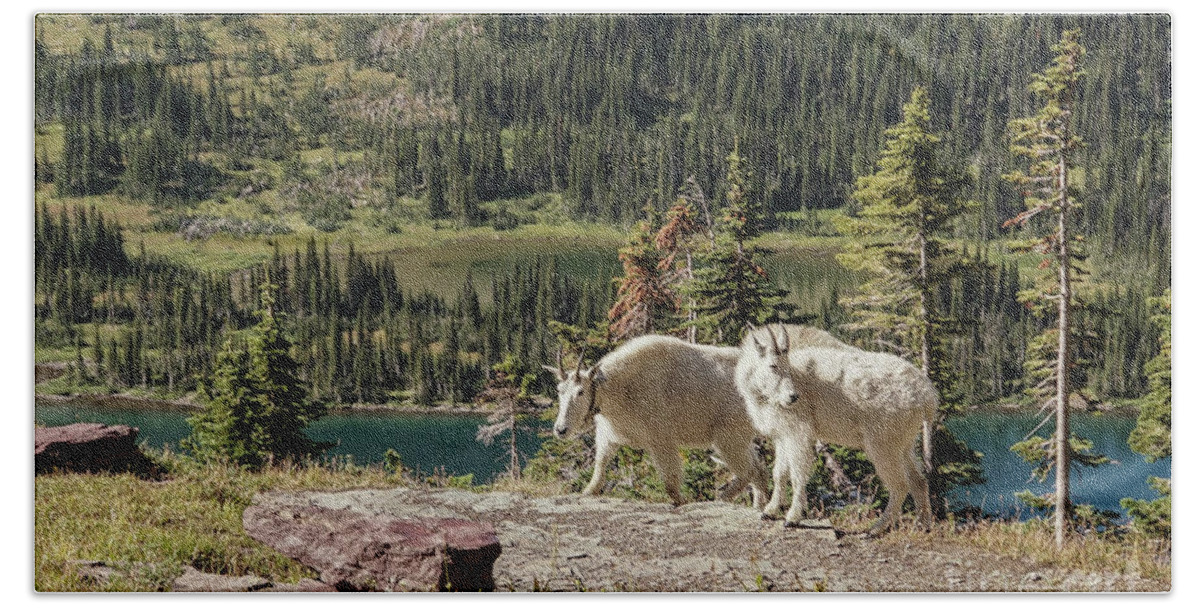 Animal Beach Towel featuring the photograph Mountain Goat Pair in Glacier National Park by Nancy Gleason