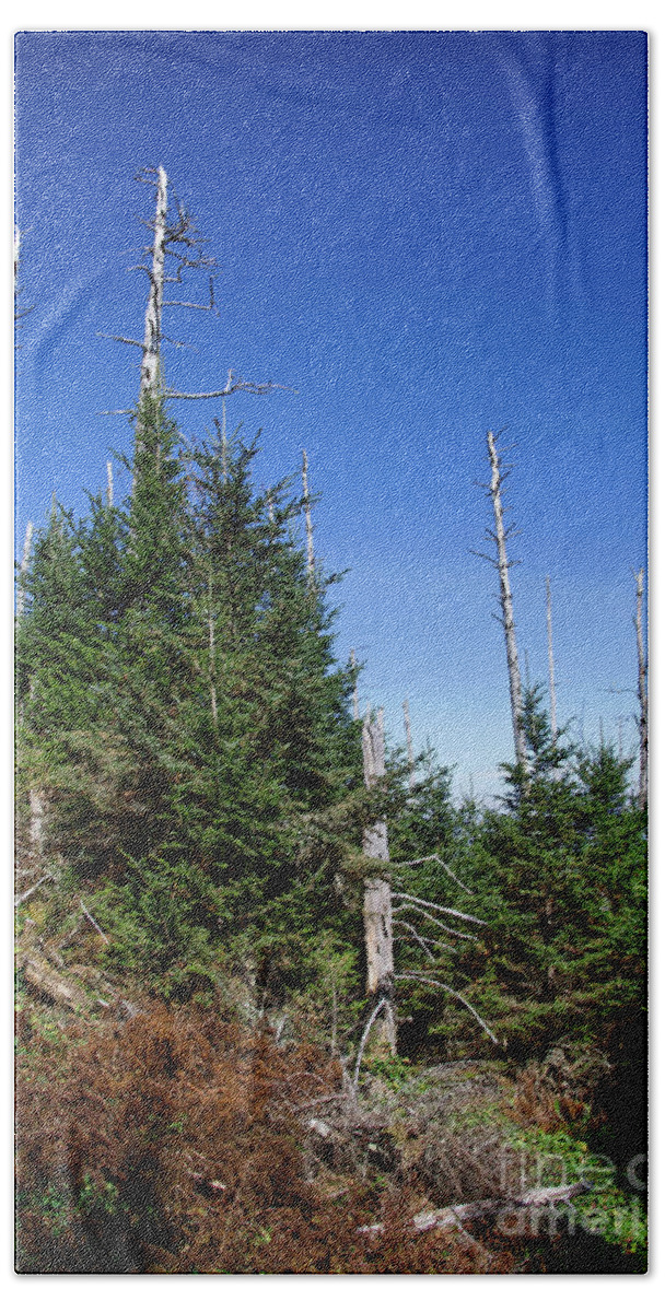 Balsam Woolly Adelgid Beach Towel featuring the photograph Mountain Pines by Phil Perkins