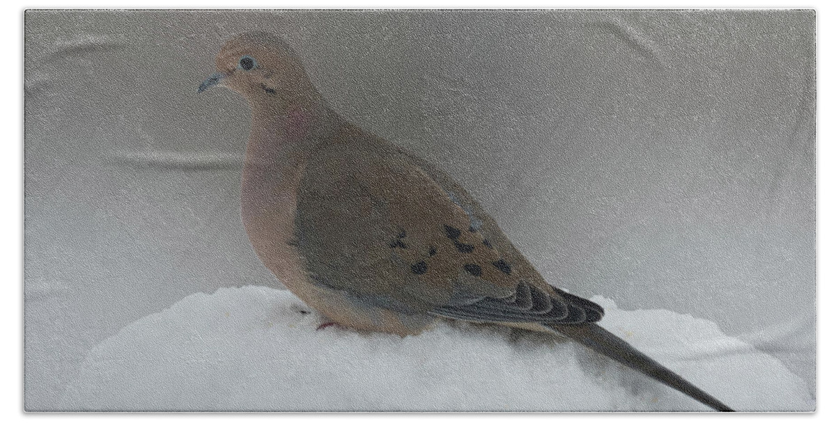 Bird Beach Sheet featuring the photograph Mourning Dove by Leslie Montgomery