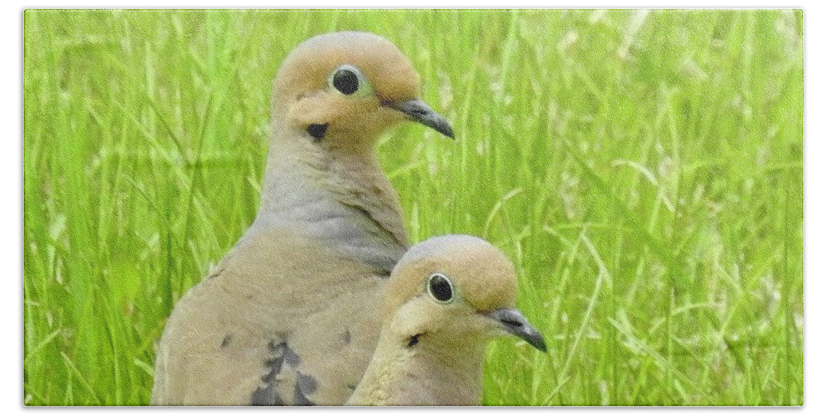 Mourning Doves. Cariboo Birds. Beach Towel featuring the photograph Mourning Doves by Nicola Finch