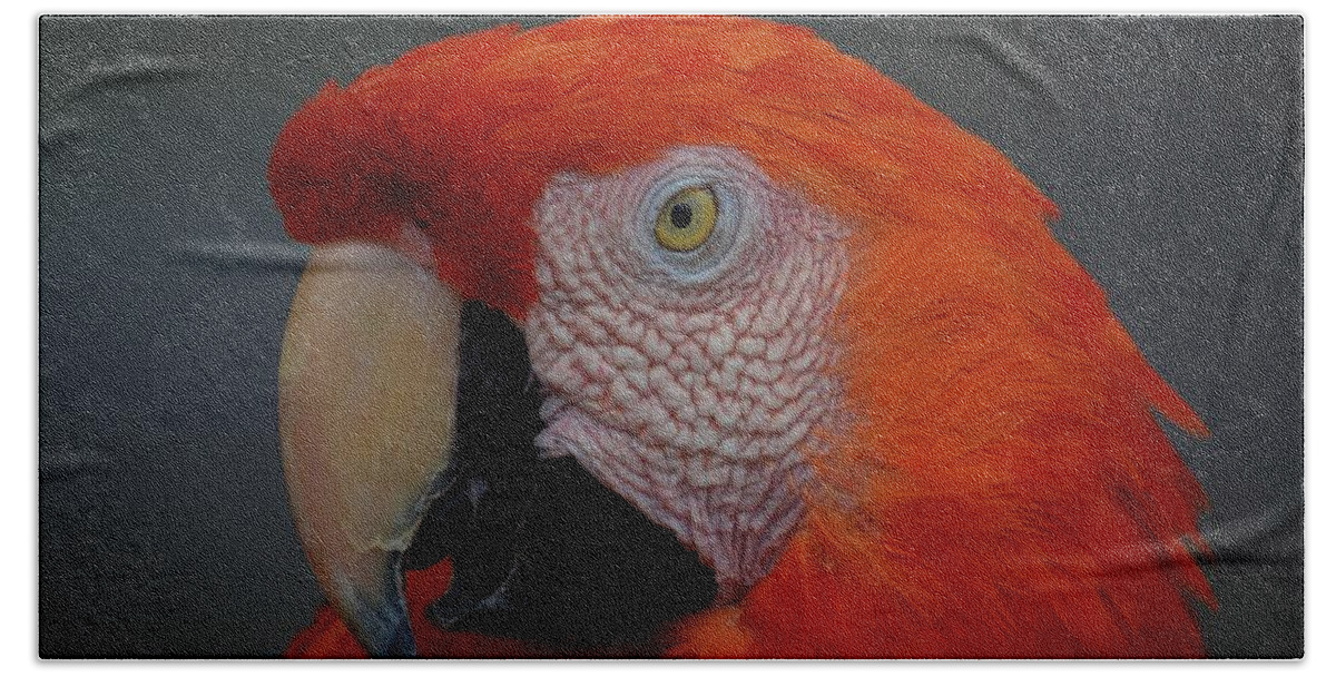 Scarlet Macaw Beach Towel featuring the photograph Mr. Macaw by Don Columbus