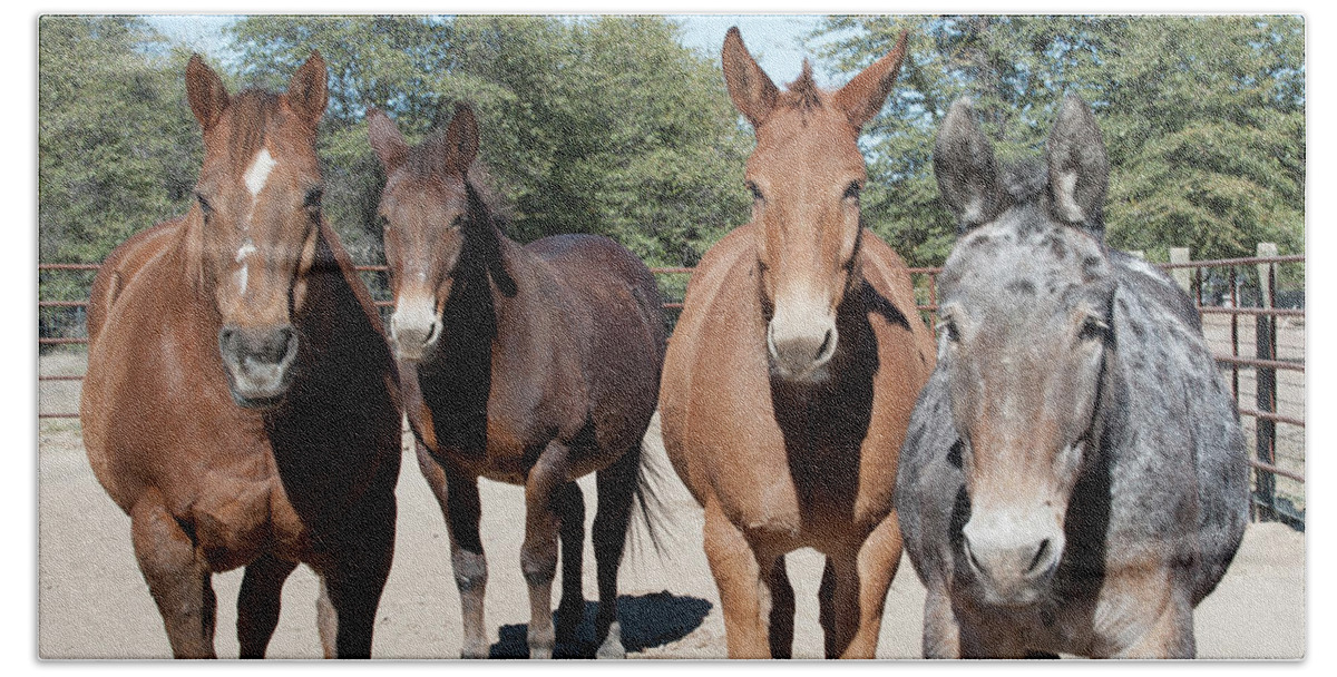 Mule Beach Towel featuring the photograph Mule Gang by Jody Miller