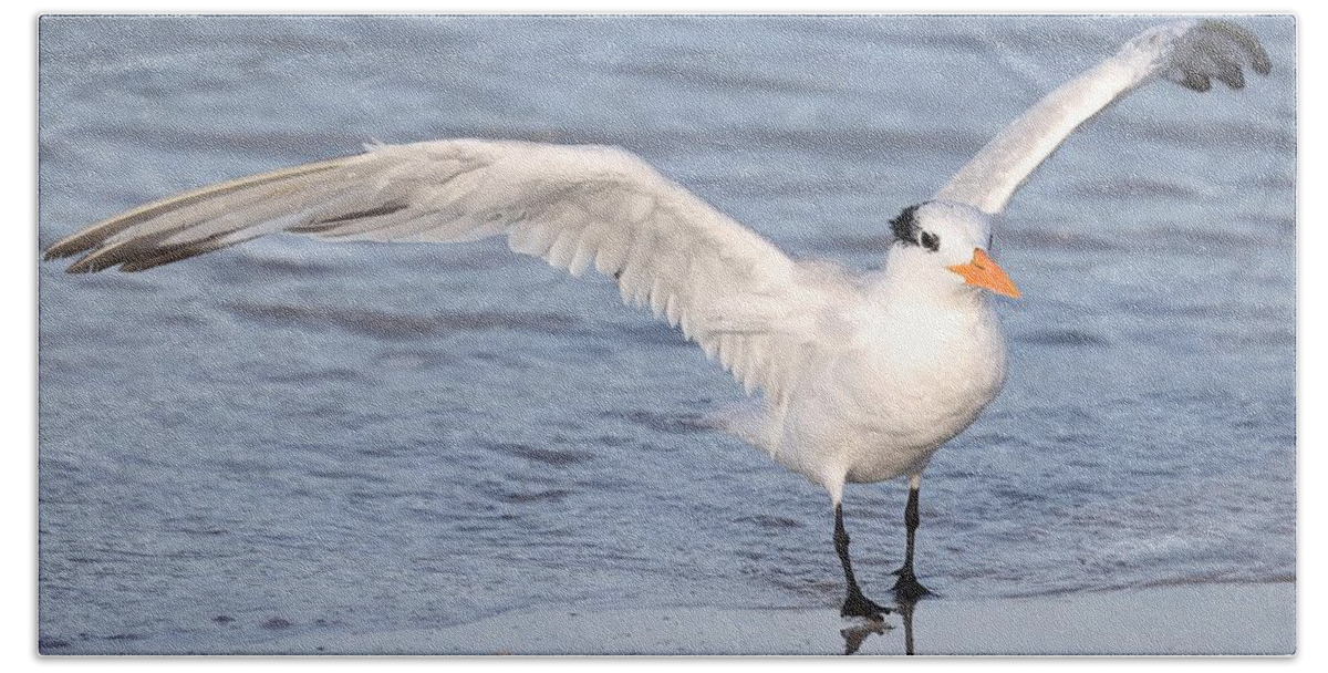Royal Terns Beach Towel featuring the photograph Muscular Wings 2 by Mingming Jiang