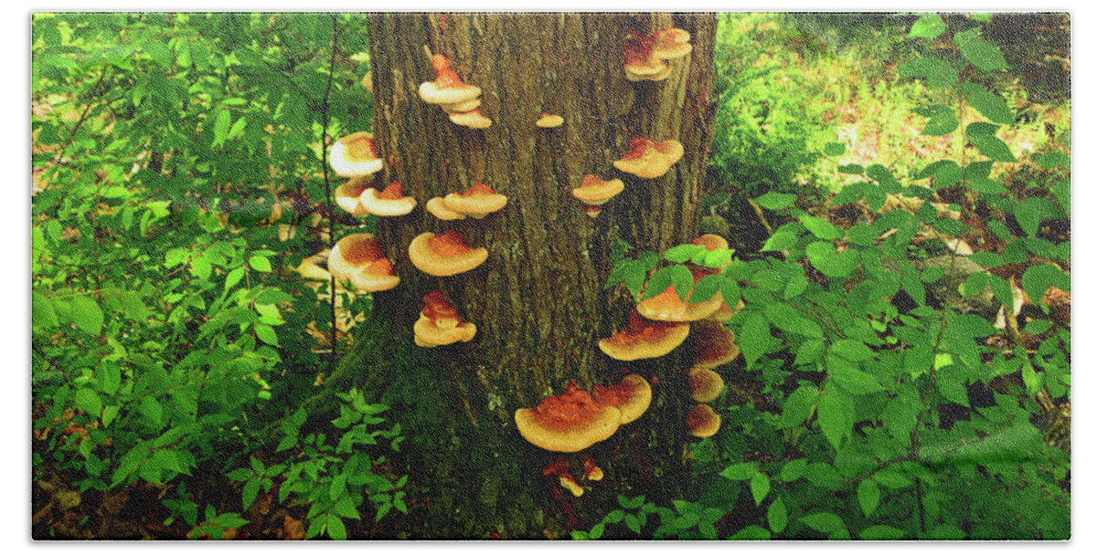 Mushrooms On Nj Appalachian Trail Beach Towel featuring the photograph Mushrooms on NJ Appalachian Trail by Raymond Salani III