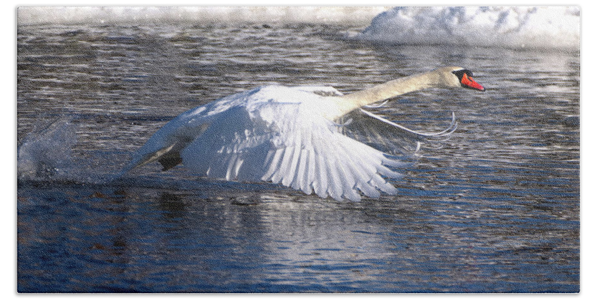 Mute Beach Towel featuring the photograph Mute Swan Wings Forward by Flinn Hackett