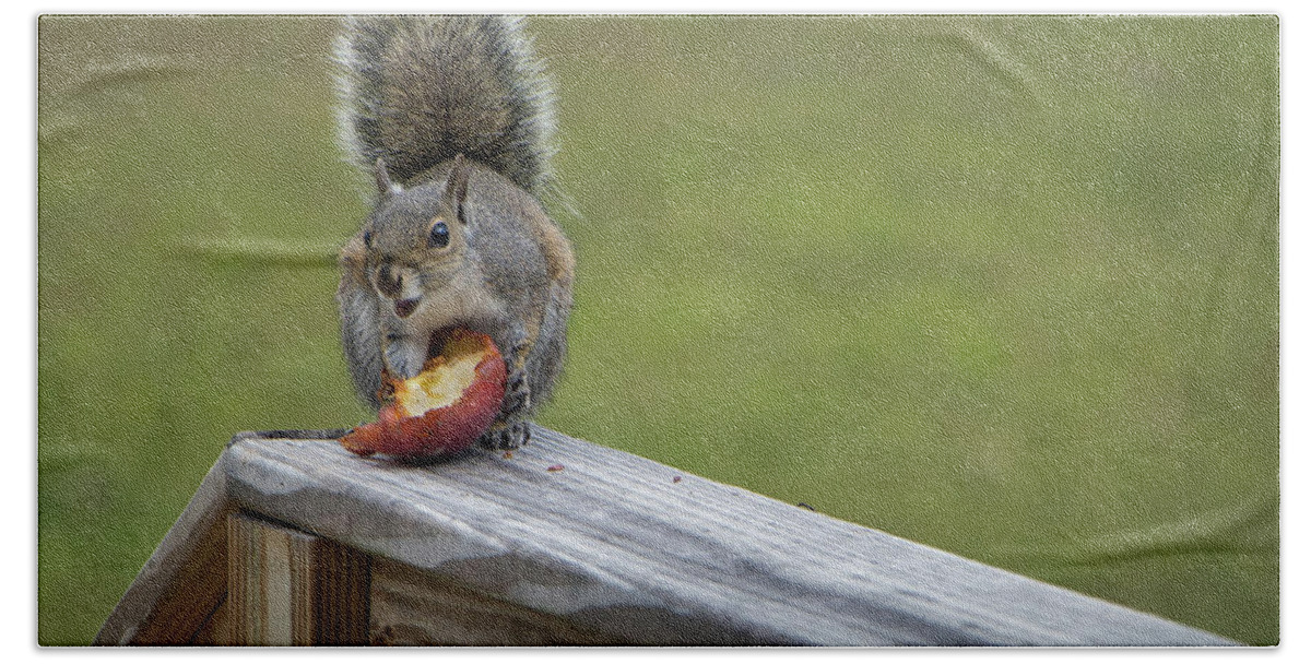 Squirrel Beach Towel featuring the photograph My Apple by M Kathleen Warren