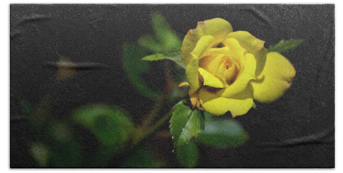 Rose Beach Towel featuring the photograph Mystic Yellow Rose by Christina Rollo