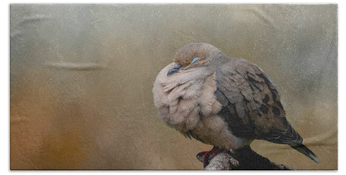 Mourning Dove Beach Towel featuring the photograph Nap Time by Cathy Kovarik