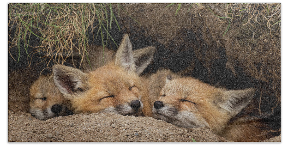Fox Beach Towel featuring the photograph Nap Time by Everet Regal