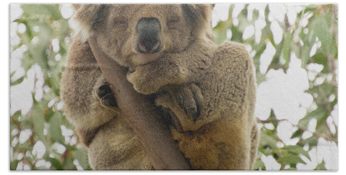 Koala Beach Towel featuring the photograph Nap Time by Patrick Nowotny
