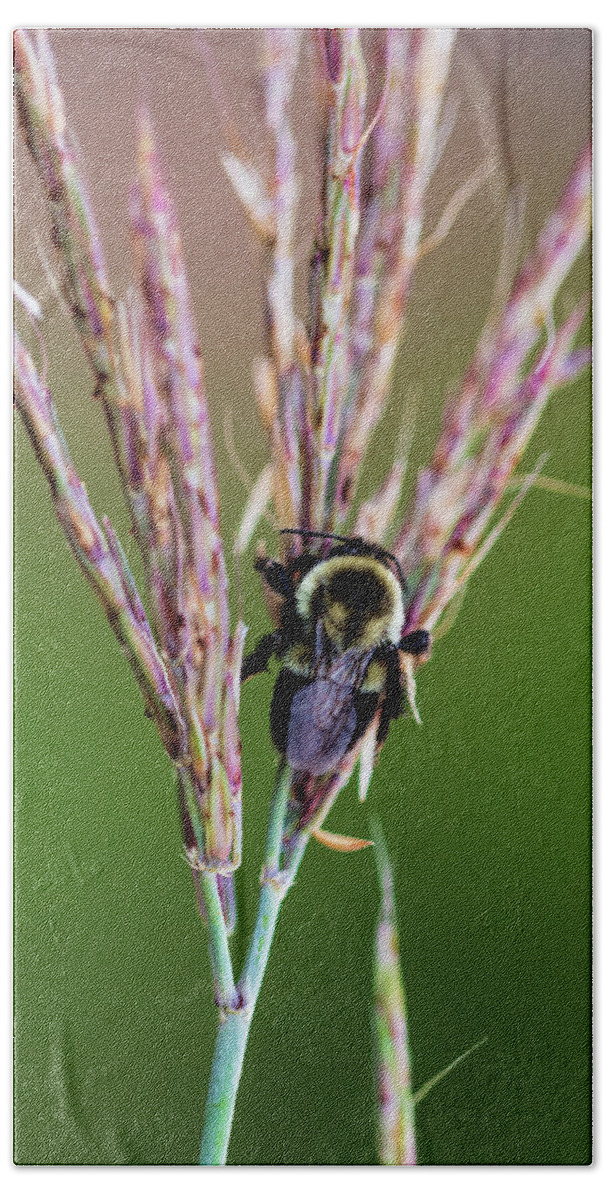 Animals Beach Towel featuring the photograph Nature Photography - Bee by Amelia Pearn