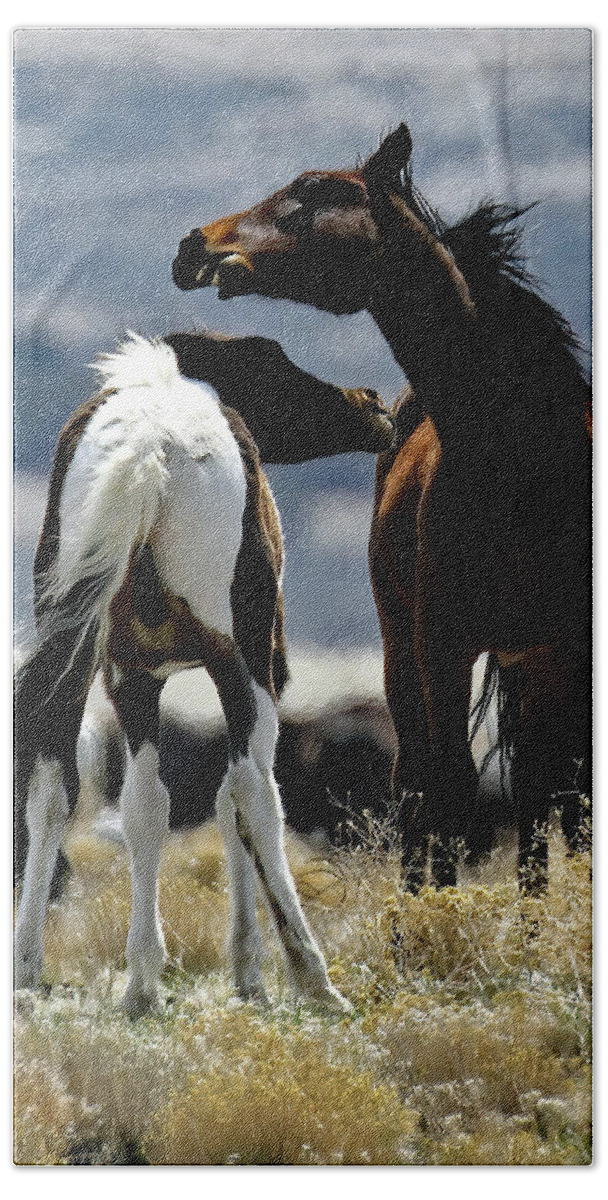 Utah Beach Towel featuring the photograph Neck To Neck, Onaqui Wild Horse by Jennifer Robin