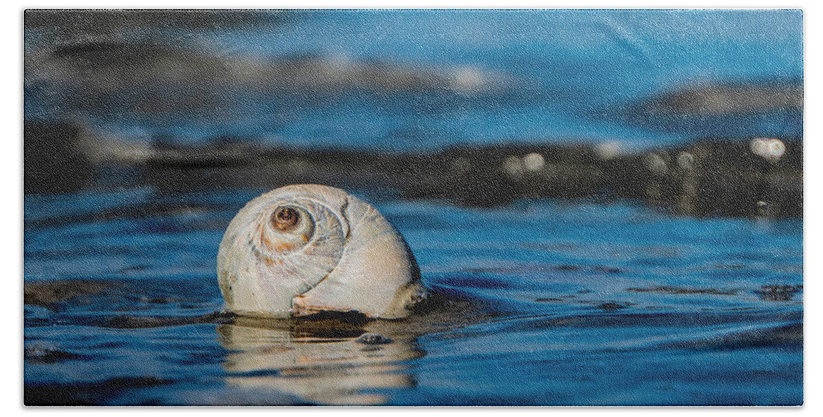 Shell Beach Water Ocean Beach Towel featuring the photograph New England beach shell by Adam Green