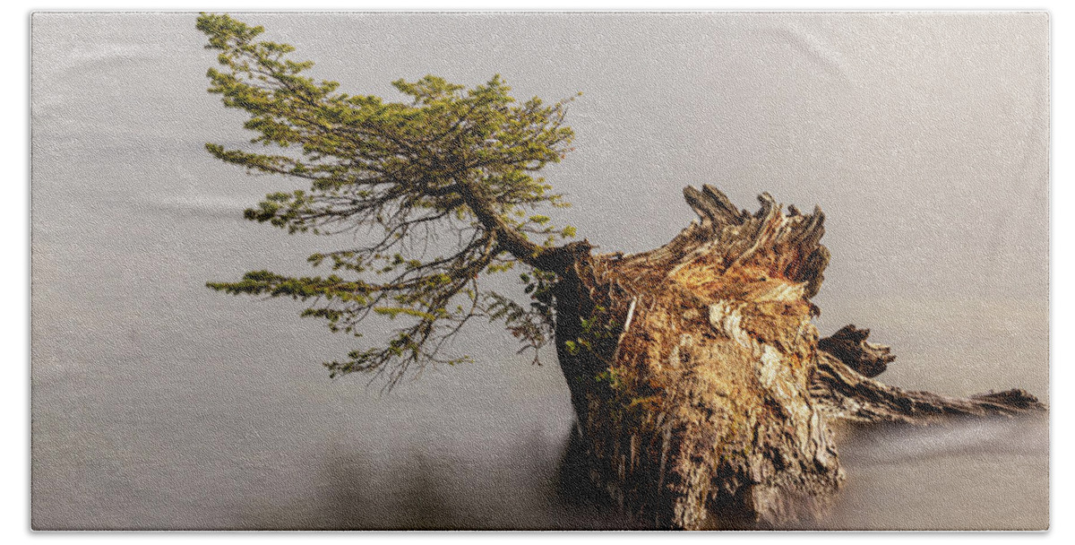 Landscape Beach Towel featuring the photograph New Growth From Fallen Tree by Tony Locke