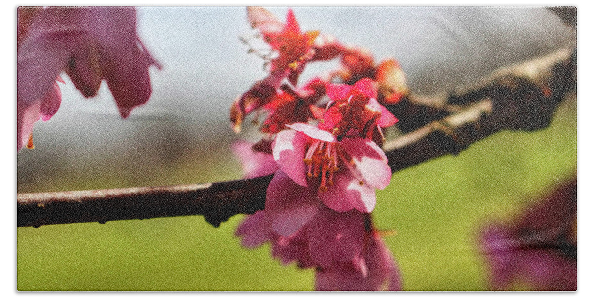 Newark Beach Towel featuring the photograph Newark Cherry Blossom Series - 4 by Christopher Lotito