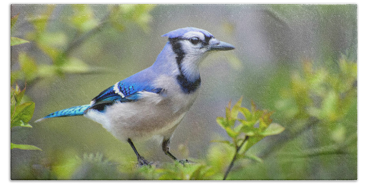 Blue Jay Beach Towel featuring the photograph Northern Blue Jay by Christina Rollo
