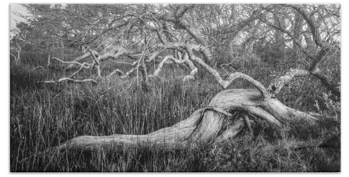 Florida Beach Towel featuring the photograph Oak Trees in the Marsh in Black and White by Debra and Dave Vanderlaan