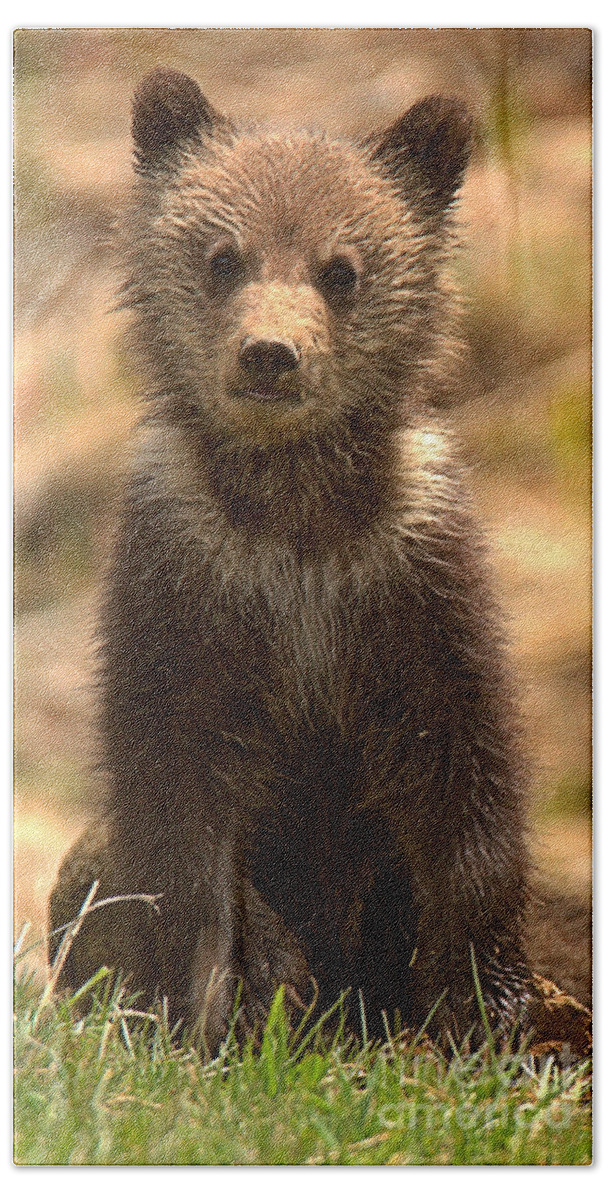 Yellowstone Beach Towel featuring the photograph Obsidian Grizzly Cub Portrait by Adam Jewell