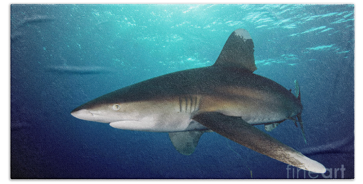 70006095 Beach Towel featuring the photograph Oceanic White-tip Shark by Dray van Beeck