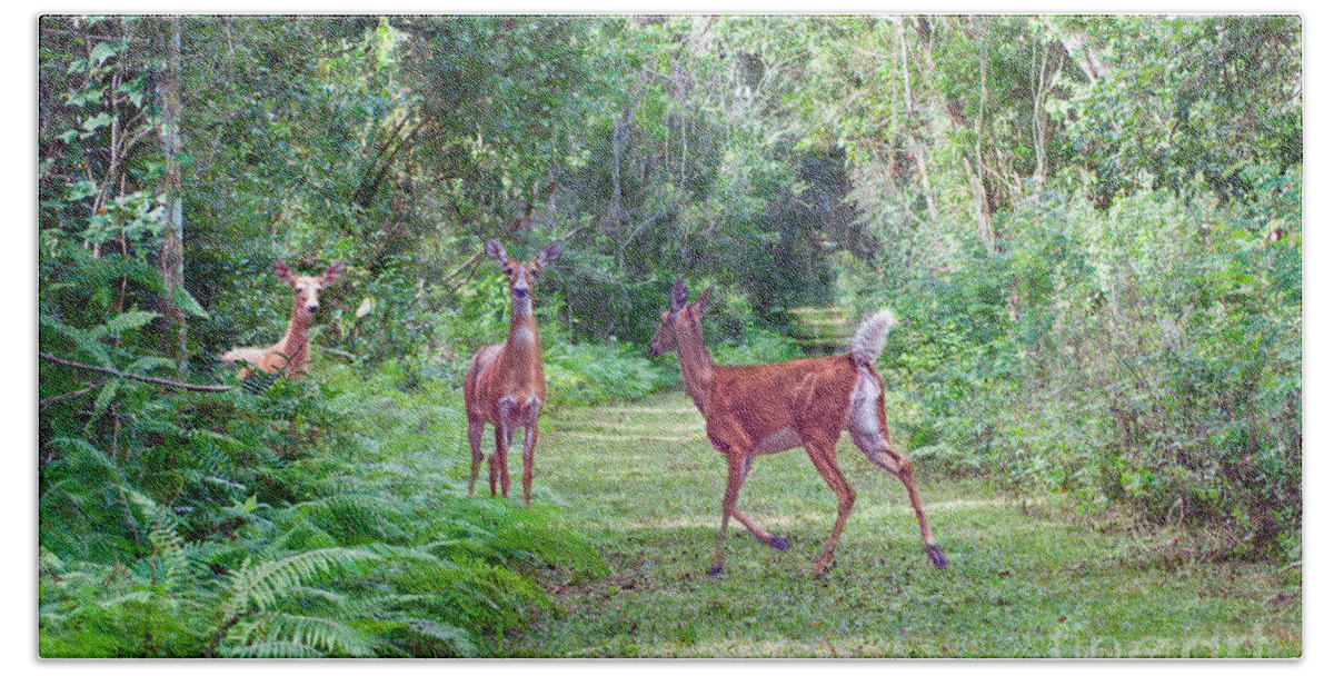 Anhinga Trail Beach Towel featuring the photograph Oh Deer by Judy Kay