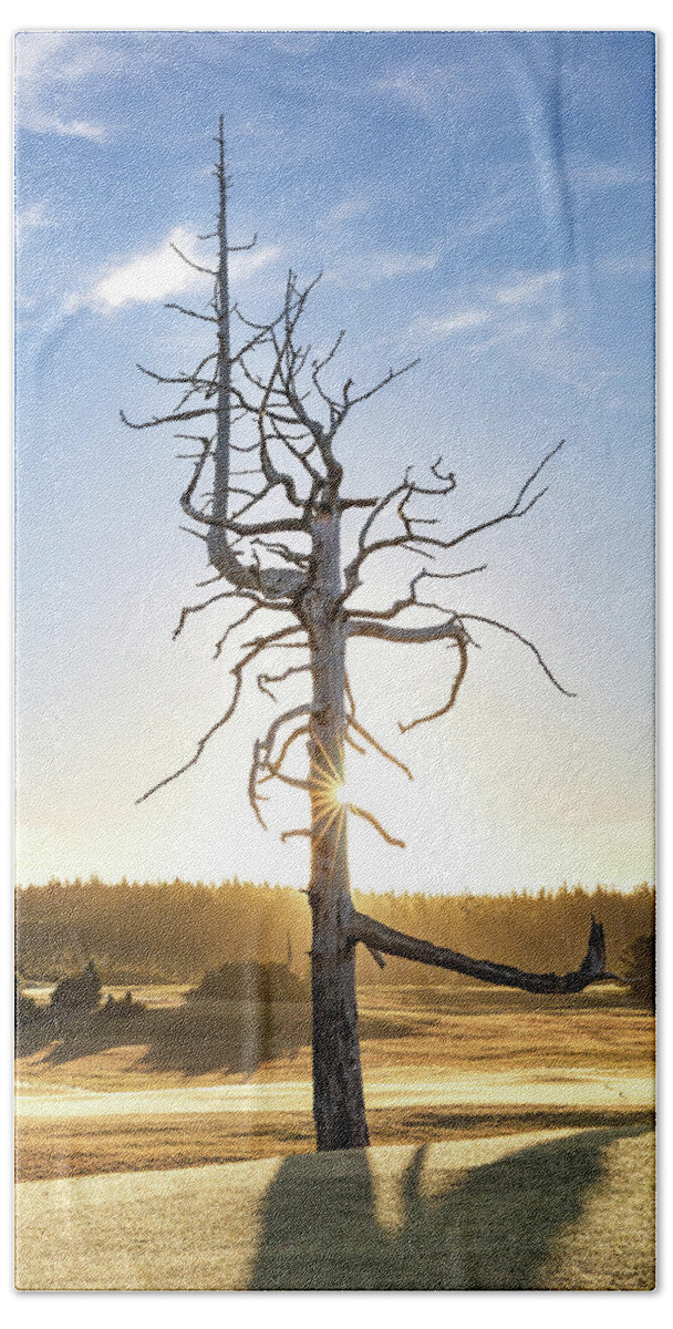 Bandon Dunes Beach Sheet featuring the photograph Old Macdonald Ghost tree v1 by Mike Centioli