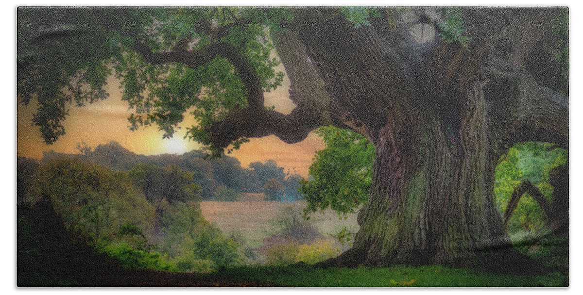 Old Oak Beach Towel featuring the photograph Old oak in the morning 2 by Remigiusz MARCZAK