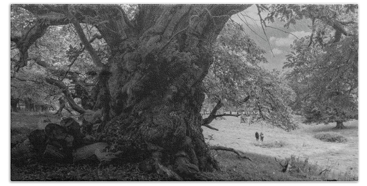 Trees. Old Trees Beach Towel featuring the photograph Old spanish chestnut tree 1 by Remigiusz MARCZAK
