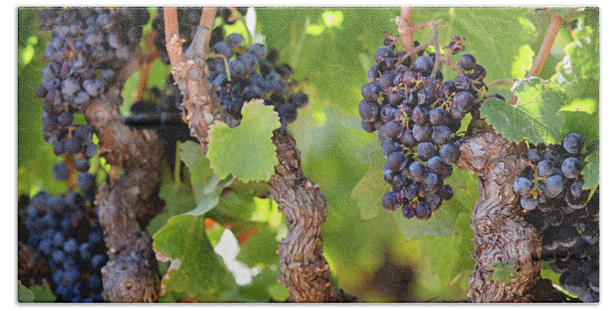 Grapes Beach Towel featuring the photograph Old Vine Wine Grapes at Harvest in Napa Valley by Carolyn Ann Ryan