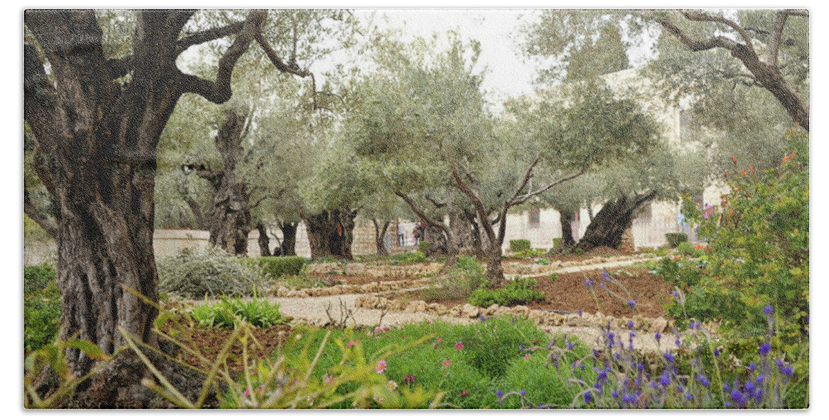 Bible Beach Towel featuring the photograph Olive Trees in the Garden of Gethsemane by James C Richardson