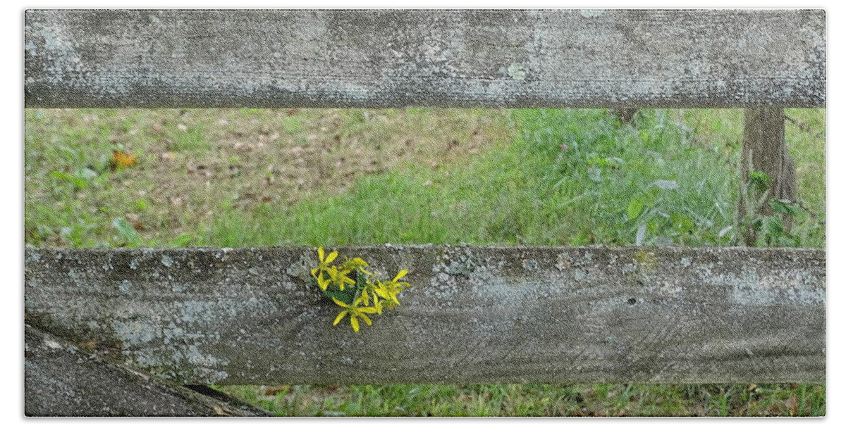 Country Wooden Fence Yellow Flowers Beach Towel featuring the photograph On The Fence by Mary Halpin