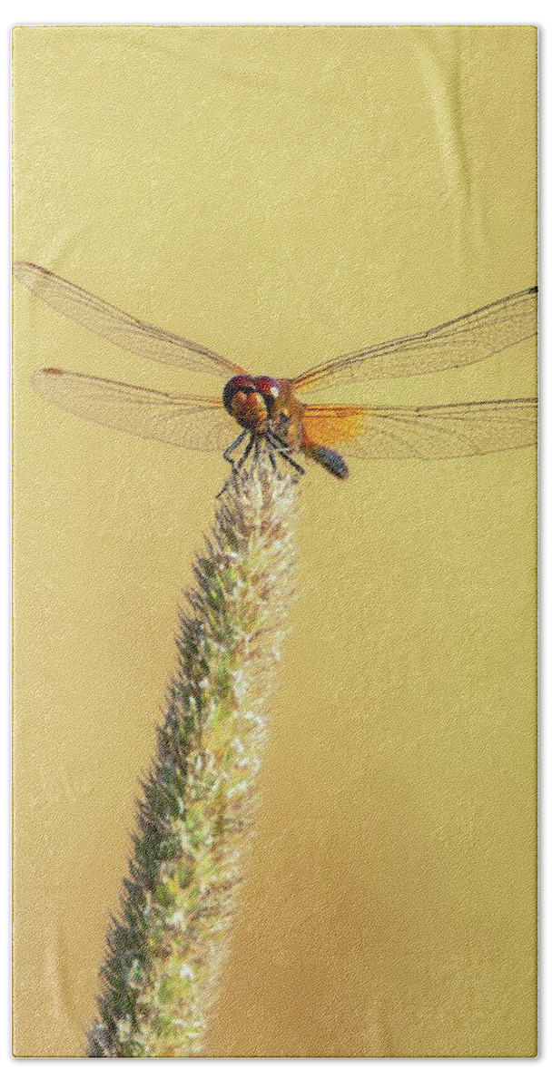 Dragonfly.macro.nature.august Beach Towel featuring the photograph On top by Rose-Marie Karlsen