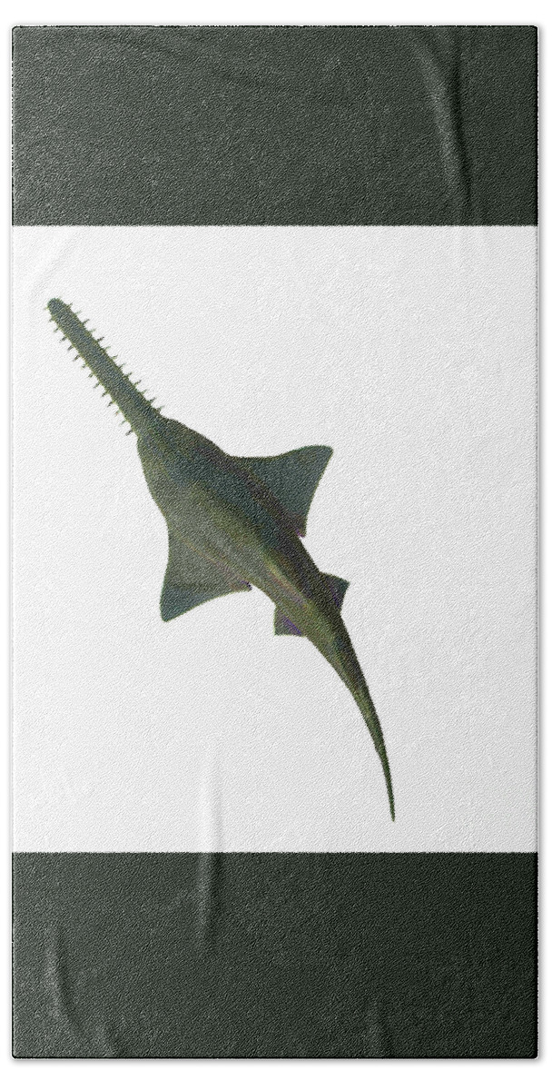 Onchopristis Sawfish Beach Towel featuring the digital art Onchopristis Sawfish Overview by Corey Ford