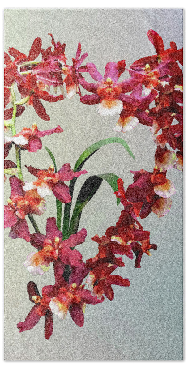 Orchid Beach Towel featuring the photograph Orchid - Oncostele Hilo Firecracker 'New Year' by Susan Savad