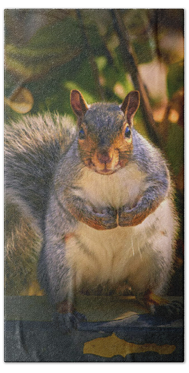 One Gray Squirrel Beach Towel featuring the photograph One Gray Squirrel by Bob Orsillo