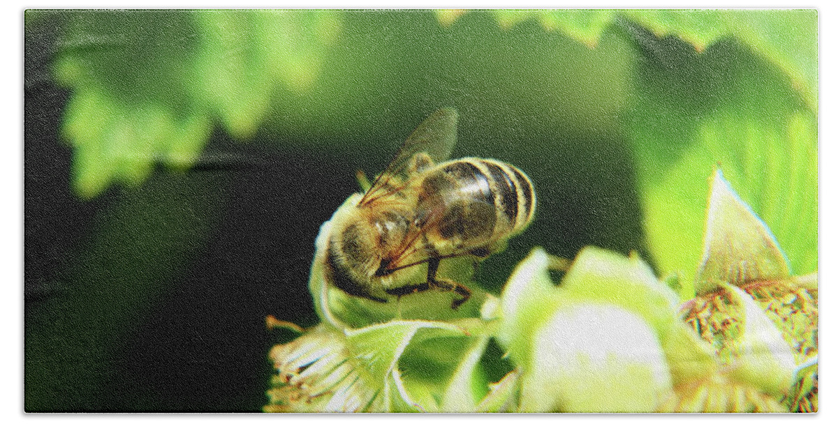 Western Honey Bee Beach Towel featuring the photograph One of small european honey bee sitting on raspberry bloom on garden by Vaclav Sonnek