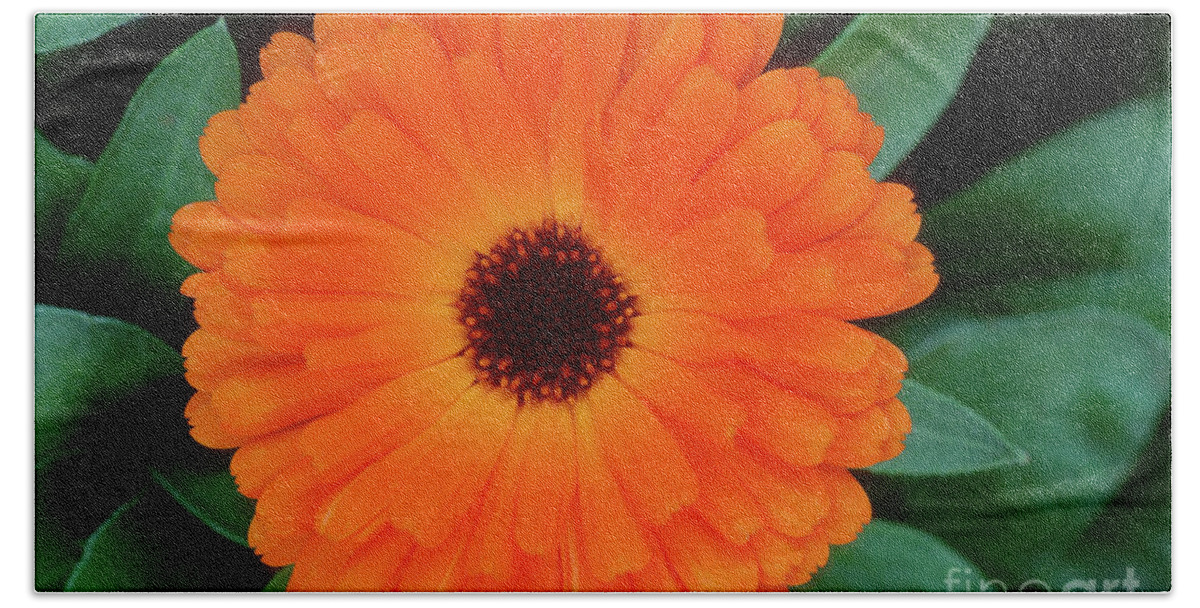 Flora Beach Towel featuring the photograph Orange Delight by Sandra Bronstein