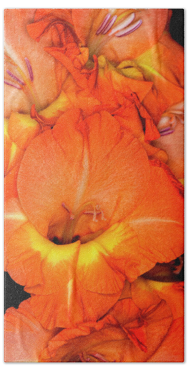 Flower Beach Towel featuring the photograph Orange Gladiolus Flower with Black Background by Art Whitton