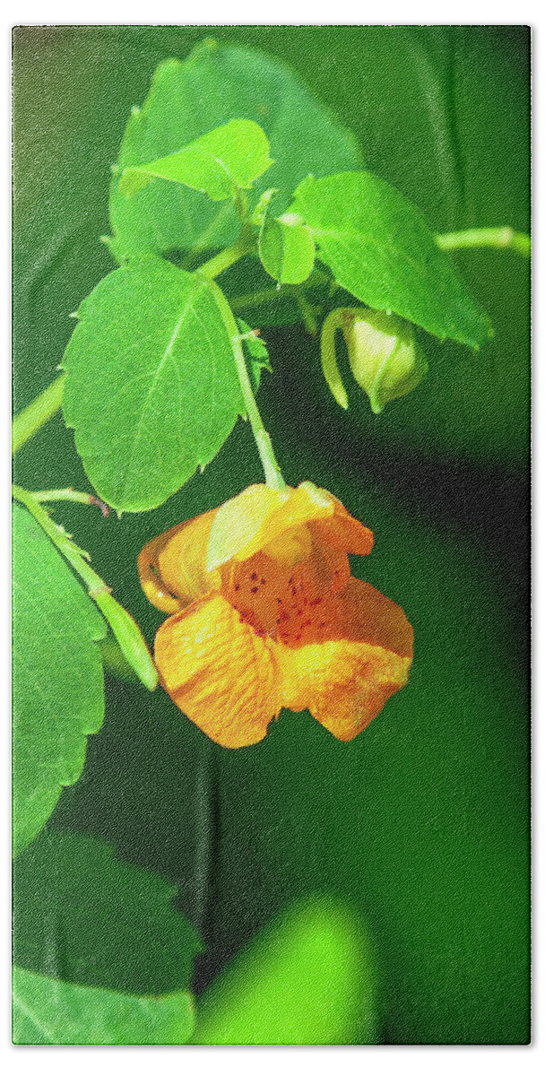 Balsam Family Beach Towel featuring the photograph Orange Jewelweed DFL1221 by Gerry Gantt