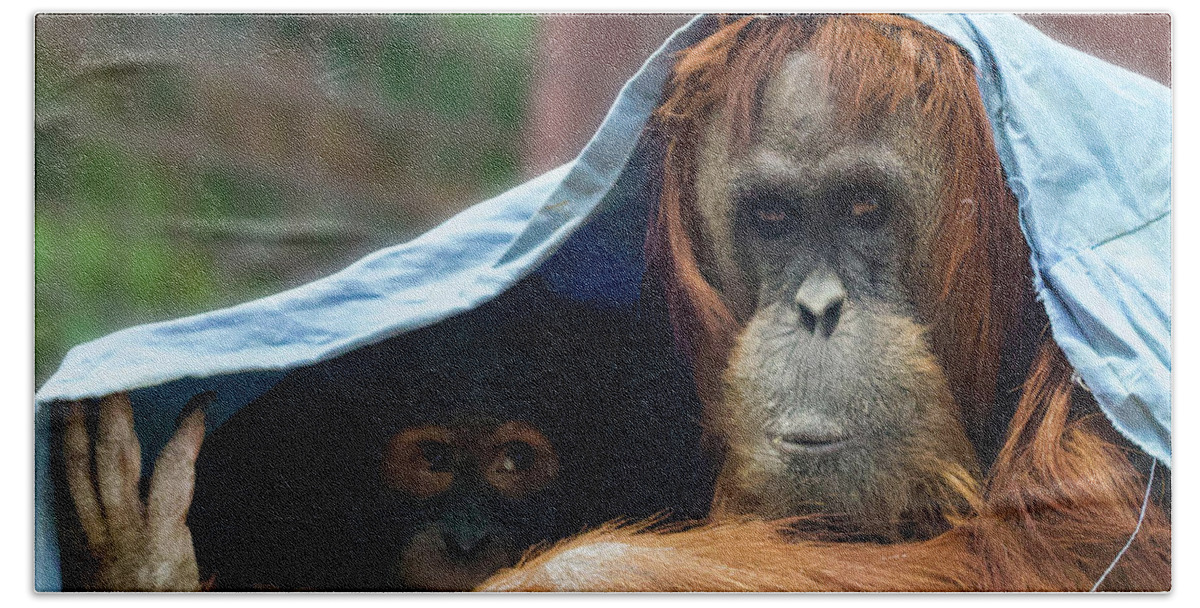 Orangutans Beach Towel featuring the photograph Orangutan Mom and Baby by Shirley Dutchkowski