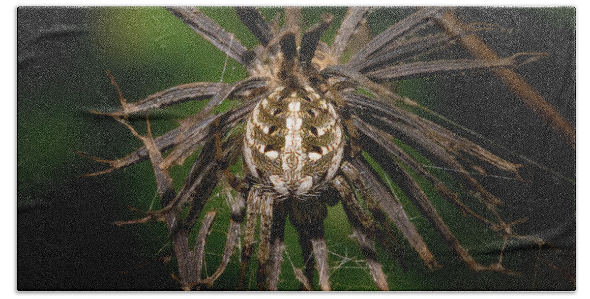 Spider Beach Towel featuring the photograph Orb Weaver Spider in Disguise by Mark Andrew Thomas